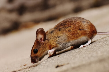 עבודות הרכבת: עלייה במחלת טיפוס העכברים