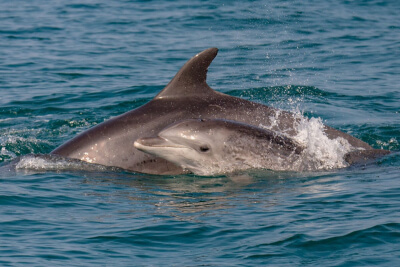 תצפית משמחת: להקת דולפינים נצפתה בחוף יפו